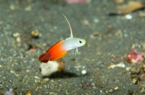 Cute little Fire Dartfish (Nemateleotris magnifica) over volcanic black sand near tropical coral reef in Tulamben Bali Indonesia