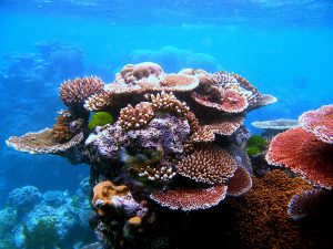 1200px-coral_outcrop_flynn_reef